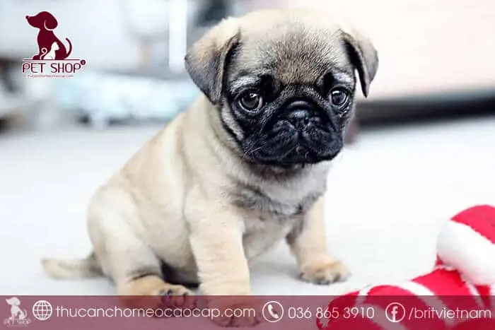 Giá Chó Pug Từ 6 Đến 8 Triệu Đồng
