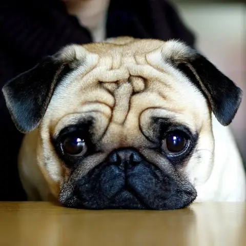 Chó Pug Giá Rẻ Tphcm: Hướng Dẫn Chọn Mua An Toàn Và Đáng Tin Cậy