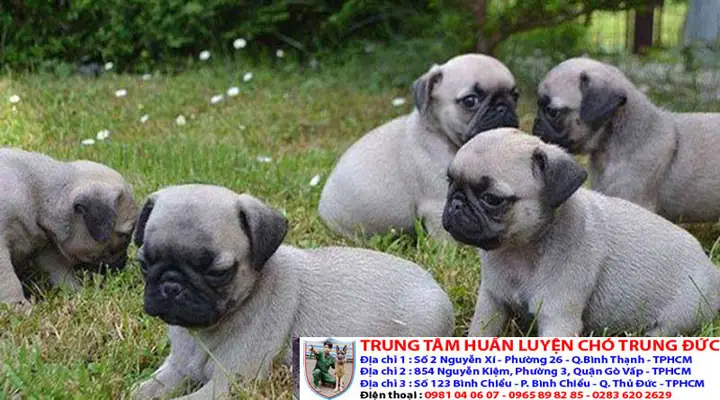 Chó Pug Giá Rẻ Tphcm: Hướng Dẫn Chọn Mua An Toàn Và Đáng Tin Cậy
