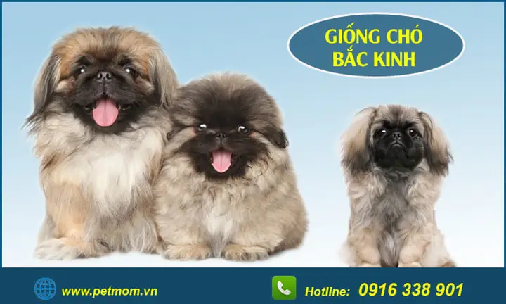 Chó Pug Lai Bắc Kinh: Tổng Quan Chi Tiết Về Đặc Điểm, Nguồn Gốc Và Cách Chăm Sóc