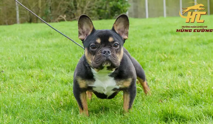 Tìm Hiểu Chó Pug Lai Bull Pháp: Đặc Điểm, Tính Cách Và Sức Khỏe Tìm Hiểu Chó Pug Lai Bull Pháp: Đặc Điểm, Tính Cách Và Sức Khỏe