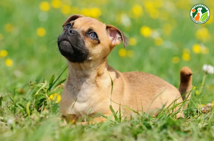 Chó Pug Lai Chó Nhật: Tổng Quan Về Đặc Điểm, Chăm Sóc Và Tìm Hiểu Giống Lai