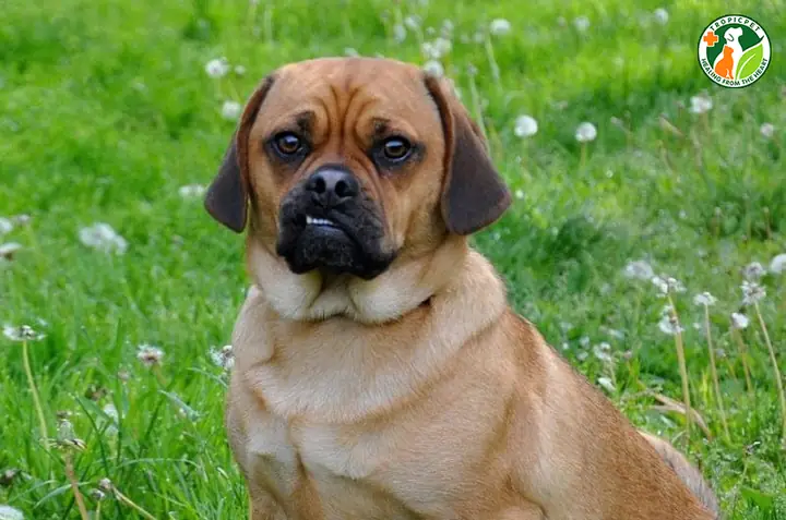 Japug (chó Nhật Lai Chó Pug)