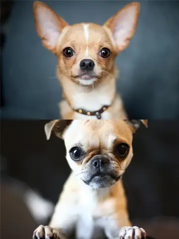 Chó Pug Lai Chó Nhật: Tổng Quan Về Đặc Điểm, Chăm Sóc Và Tìm Hiểu Giống Lai