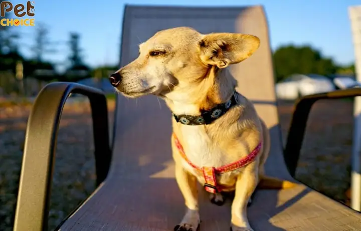 Chó Lạp Xưởng Lai Chihuahua