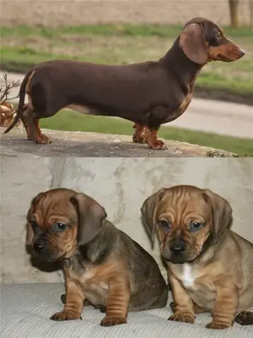 Chó Pug Lai Chó Lạp Xưởng (dachshund)