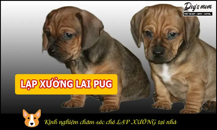 Nguồn Gốc Và Lịch Sử Phát Triển Của Giống Chó Pug Lai Lạp Xưởng Nguồn Gốc Và Lịch Sử Phát Triển Của Giống Chó Pug Lai Lạp Xưởng