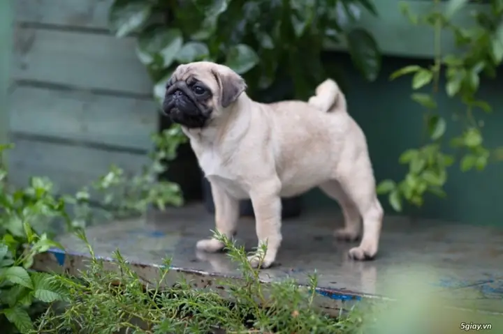 Chó Pug, Chó Mặt Xệ Tại Gò Vấp Tp. Hồ Chí Minh – Petxinh