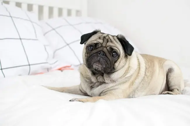 Mua, Bán Chó Pug Mini Ở Đâu Tại Hà Nội, Tp.hcm