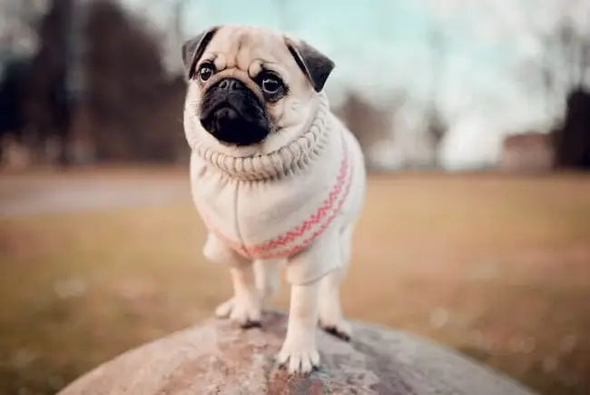 Chó Pug Mini Giá Bao Nhiêu Tiền