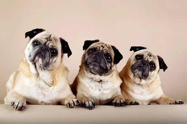 Đặc Điểm Hình Dáng Chó Pug Mini