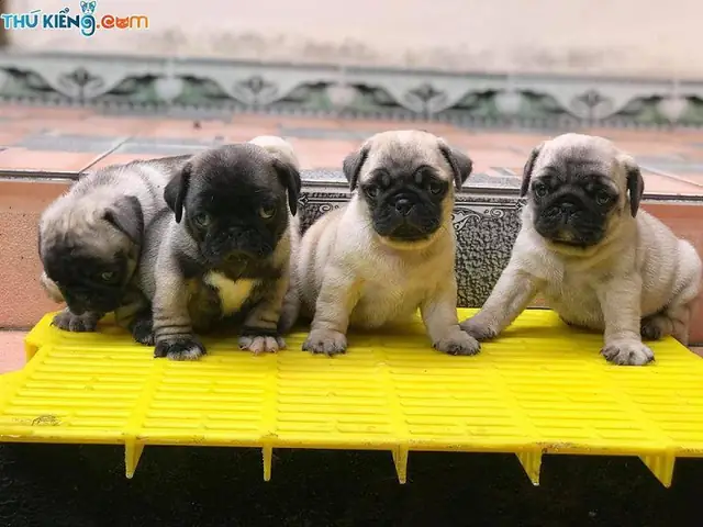 Giá Chó Pug Mặt Xệ. Mua Chó Pug Ở Đâu? Bán Chó Pug Ở Hà Nội, Tphcm Giá Chó Pug Mặt Xệ. Mua Chó Pug Ở Đâu? Bán Chó Pug Ở Hà Nội, Tphcm