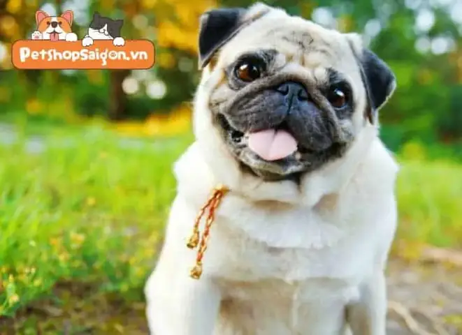 Có Nên Lo Lắng Về Chứng Béo Phì Của Chó Pug Không?