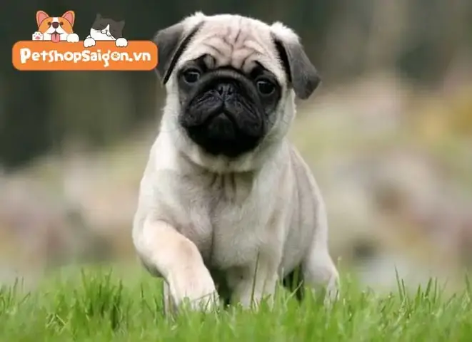 Làm Thế Nào Để Giúp Chó Pug Giảm Cân Một Cách An Toàn?