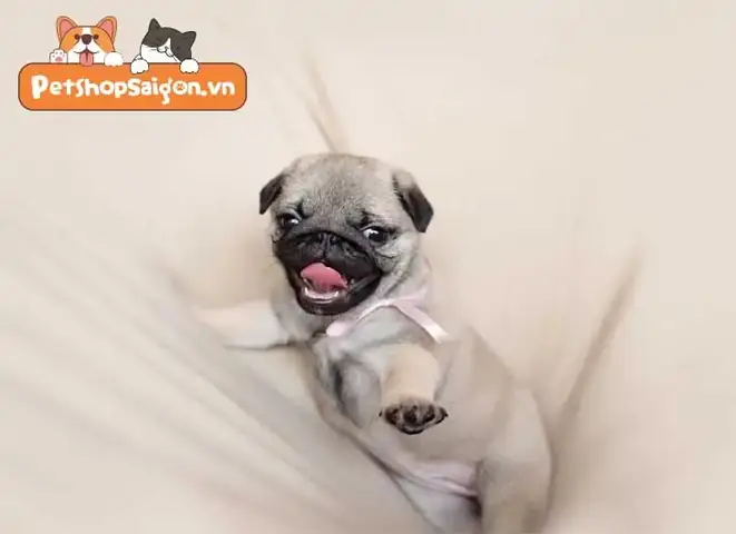 Chó Pug Nên Giảm Cân Với Tốc Độ Như Thế Nào?