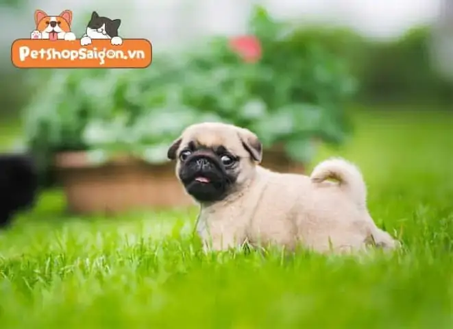 Tuổi Và Cân Nặng Của Chó Pug