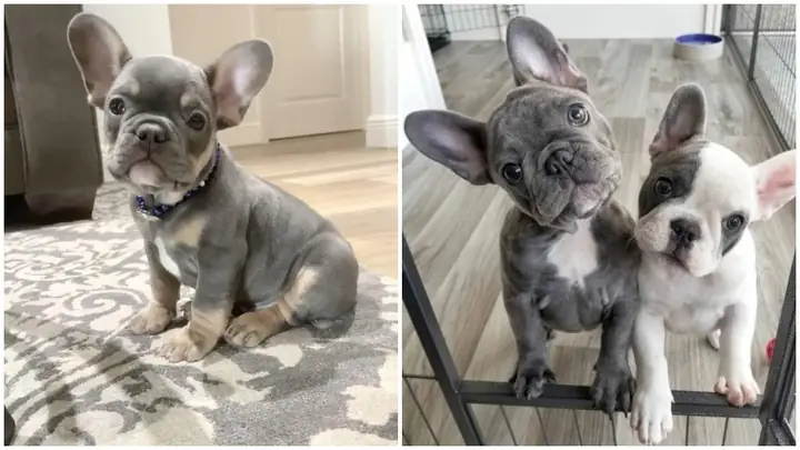 Chó Pug Pháp Giá Bao Nhiêu? Bảng Giá Chi Tiết & Kinh Nghiệm Chọn Mua 2025