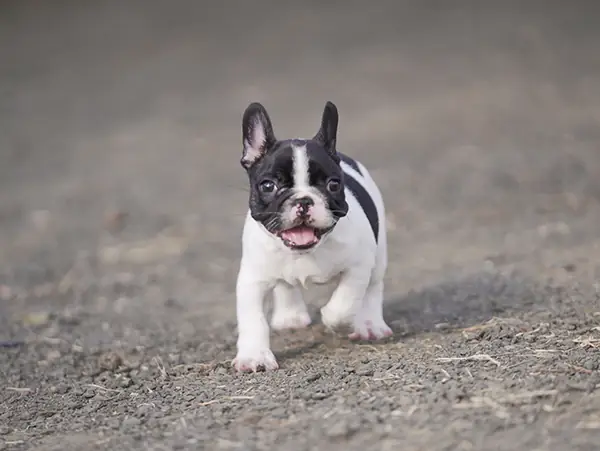 Chó Pug Pháp Giá Bao Nhiêu? Bảng Giá Chi Tiết & Kinh Nghiệm Chọn Mua 2025