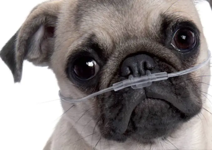 Dấu Hiệu Lâm Sàng Cho Thấy Pug Bị Khó Thở
