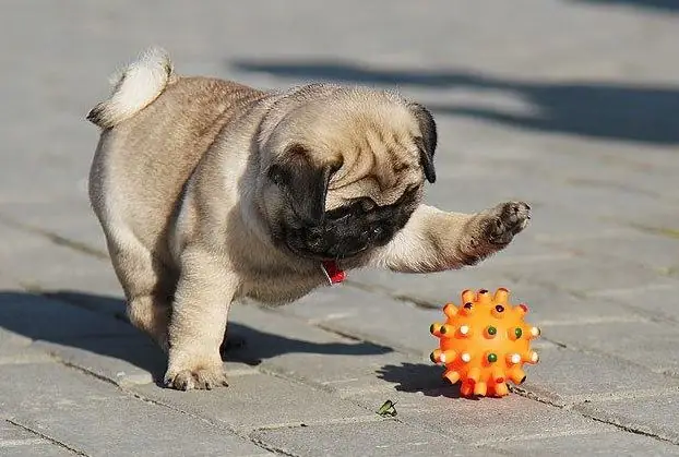 Chó Pug Xuất Xứ Từ Đâu