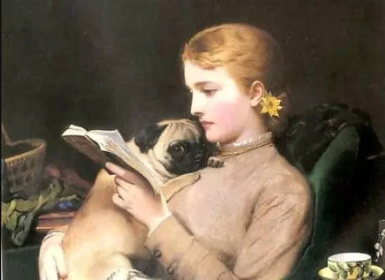 Chó Pug Xuất Xứ Từ Đâu: Khám Phá Nguồn Gốc, Hành Trình Lịch Sử Và Đặc Điểm Nổi Bật