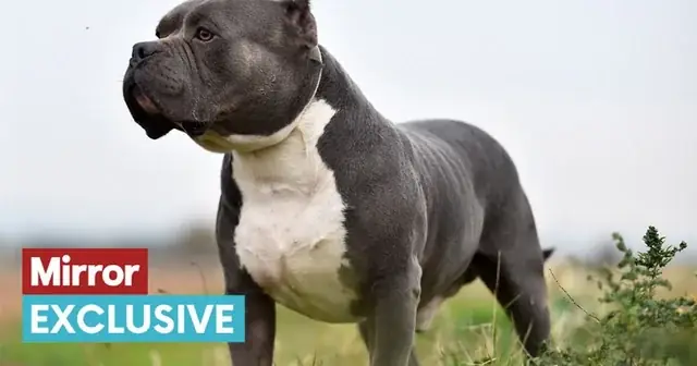 Chó Pug Xuất Xứ Từ Đâu: Khám Phá Nguồn Gốc, Hành Trình Lịch Sử Và Đặc Điểm Nổi Bật