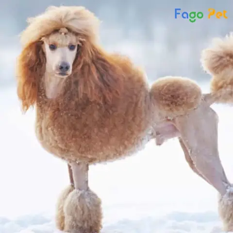 Giá Bán Chó Poodle Nhập Từ Các Nước Châu Âu