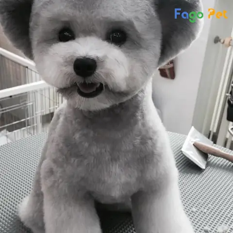 Chó Poodle Giá Khác Nhau Dựa Trên Màu Sắc Lông