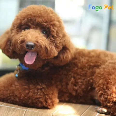 Chó Poodle Giá Bao Nhiêu Khi Sinh Ra Tại Việt Nam