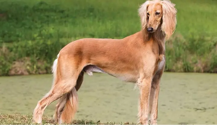 Giống Chó Quý Hiếm Bậc Nhất Thế Giới Saluki