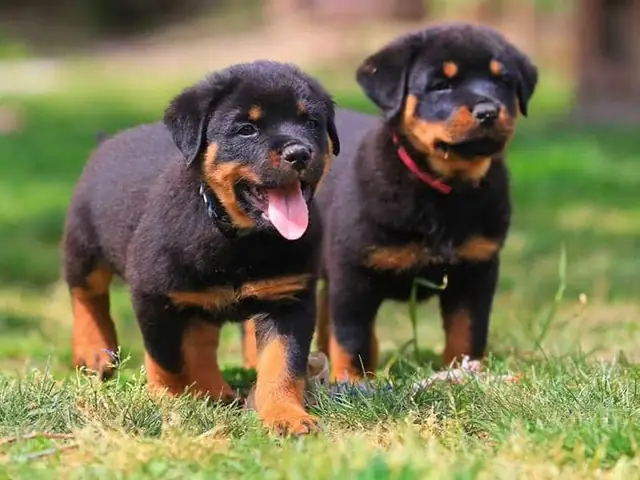 Cân Nặng Của Những Chú Cún Rottie 1 Tháng Tuổi Cân Nặng Của Những Chú Cún Rottie 1 Tháng Tuổi
