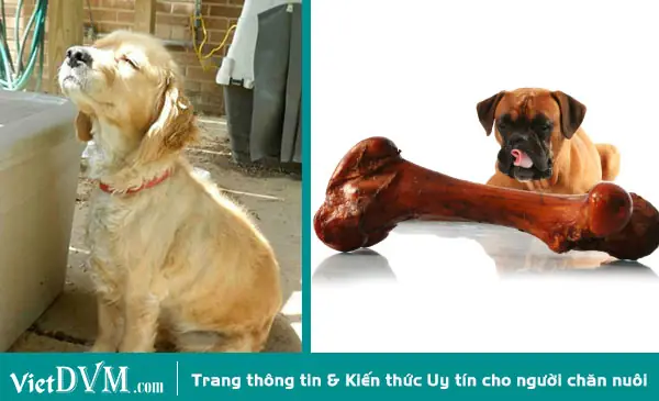 Chó Bị Hạ Bàn Có Điều Trị Được Không? Chó Bị Hạ Bàn Có Điều Trị Được Không?