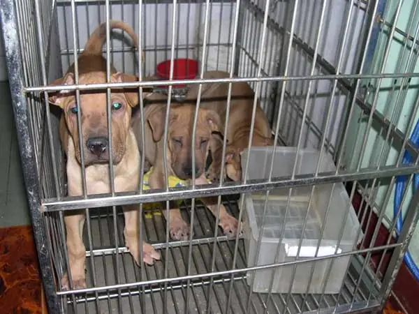 Nguyên Nhân Thường Gặp Khiến Chó Bị Hạ Bàn Nguyên Nhân Thường Gặp Khiến Chó Bị Hạ Bàn