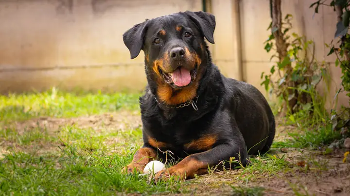 Chó Rottweiler Dòng Đại Chó Rottweiler Dòng Đại