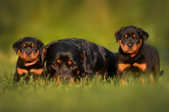 Có Nên Phối Giống Chó Rottweiler Dòng Đại Có Nên Phối Giống Chó Rottweiler Dòng Đại