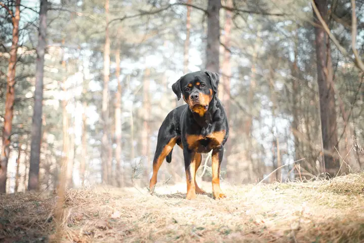 Dấu Hiệu Nhận Biết Chó Rottweiler Dòng Đại Dấu Hiệu Nhận Biết Chó Rottweiler Dòng Đại
