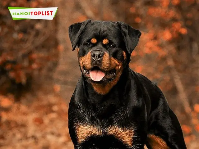 Siêu-pet-chó-rottweiler-gia-rẻ-ha-noi-chất-lượng-mytour
