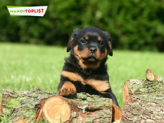 Thu-cung-tung-loc-cho-rottweiler-gia-re-ha-noi-noi-tieng-mytour