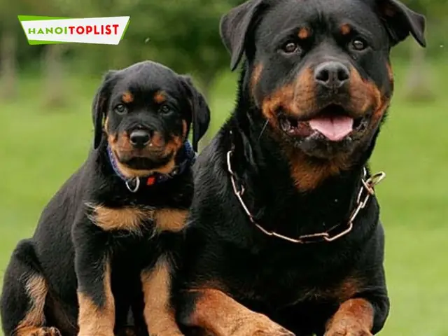 Venus-vom-rottweiler-cho-rottweiler-gia-re-ha-noi-uy-tin-mytour