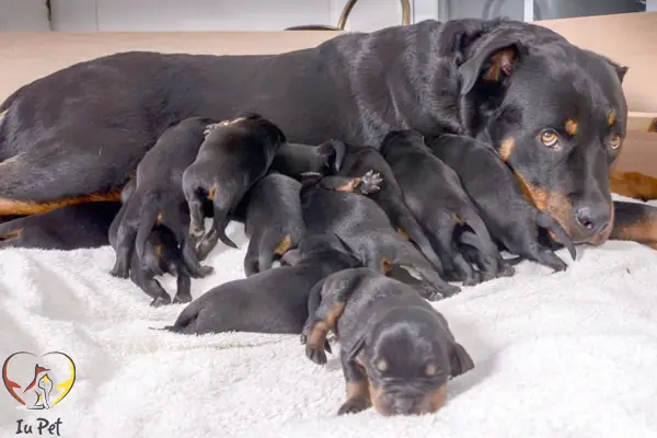 Chó Rottweiler Mang Thai Mấy Tháng Thì Đẻ