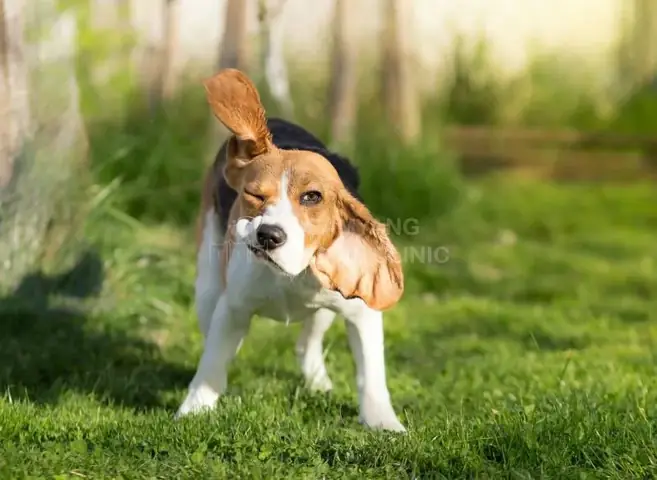 Chó Run Rẩy Bỏ Ăn: Nguyên Nhân, Dấu Hiệu & Cách Xử Lý Khoa Học