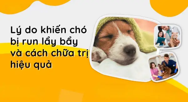 Chó Run Rẩy Bỏ Ăn