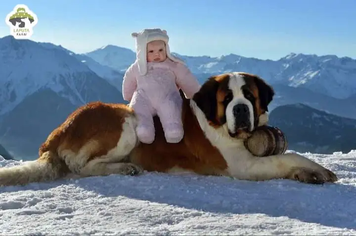 Đặc Điểm Tính Cách Của Chó Saint Bernard