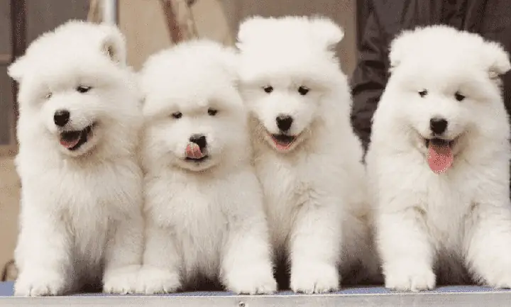 Giá Chó Samoyed 2 Tháng Tuổi