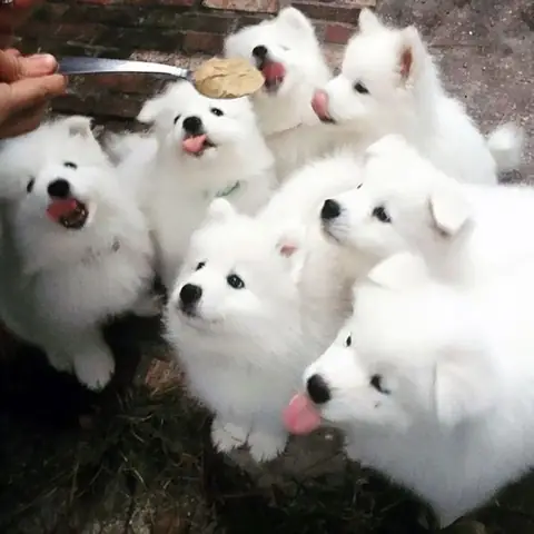 Samoyed 2 Tháng Tuổi 1 Ngày Ăn Mấy Bữa – Khẩu Phần Ăn