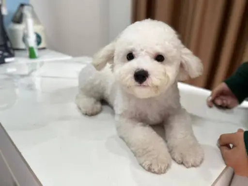 Có Nên Dùng Mẹo Tẩy Lông Chó Bị Ố Tại Nhà? Có Nên Dùng Mẹo Tẩy Lông Chó Bị Ố Tại Nhà?