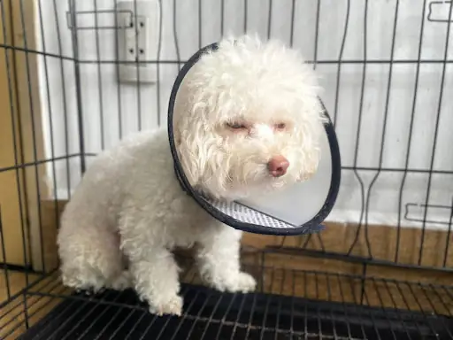 Dịch Nước Mắt Gây Ố Vùng Mặt Dịch Nước Mắt Gây Ố Vùng Mặt