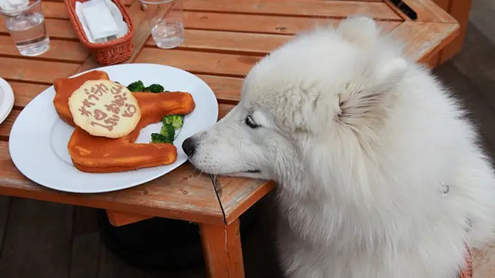 Thức Ăn Của Chó Chó Samoyed Thức Ăn Của Chó Chó Samoyed