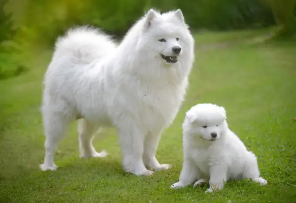 Chó Samoyed Có Rụng Lông Không? Tất Cả Những Điều Bạn Cần Biết