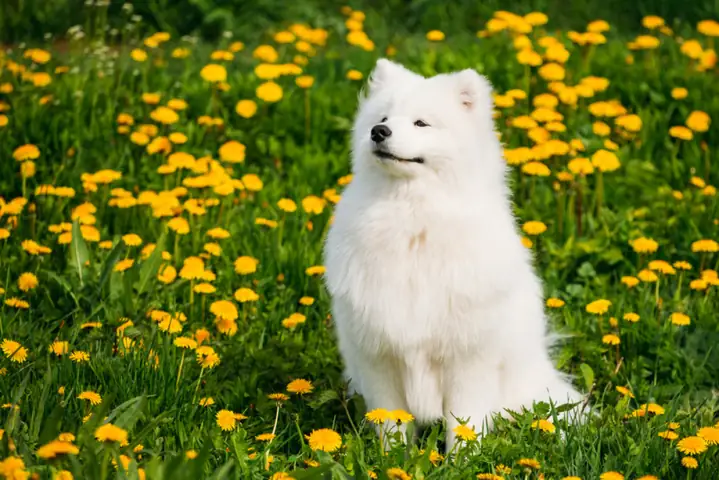 Môi Trường Sống Tốt Nhất Cho Chó Samoyed